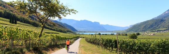 Cyclists riding through alpine vineyards on one of the Mountain Cycling Tours in Italy